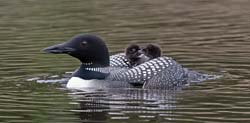 Common Loon Photo