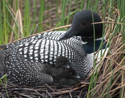 Common Loon Photo