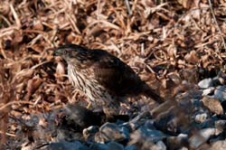 Cooper's Hawk