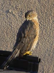 Cooper's Hawk