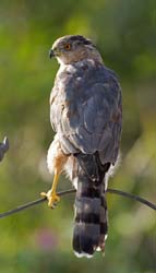 Cooper's Hawk