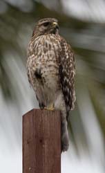 Cooper's Hawk