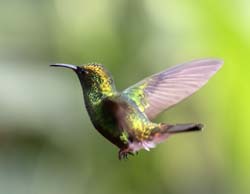 Coppery-headed Emerald