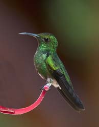 Coppery-headed Emerald