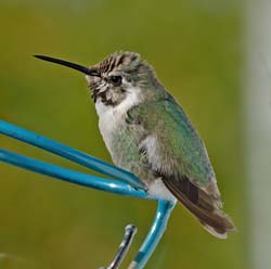 Costa's Hummingbird Photo