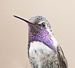 Costa's Hummingbird Photo