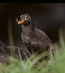 Crested Auklet Photo