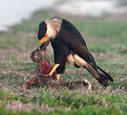 Crested Caracara Photo