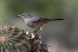 Curve-billed Thrasher