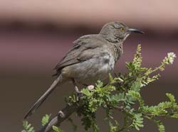 Curved-billed Thrasher Photo