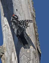 Downey Woodpecker Photo