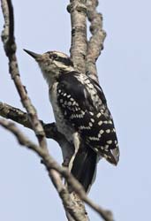 Downey Woodpecker Photo