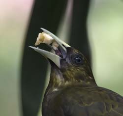 Dusky-green Oropendola Photo