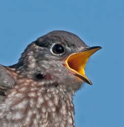 Eastern Bluebird Photo