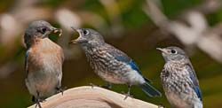 Eastern Bluebird Photo
