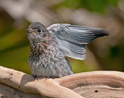 Eastern Bluebird Photo