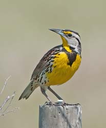 Eastern Meadowlark Photo
