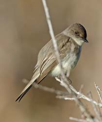 Eastern Phoebe Photo