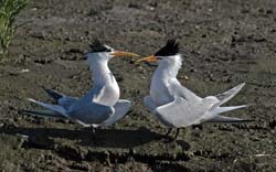 Elegant Tern Photo
