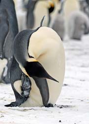 Emperor Penguin Photo