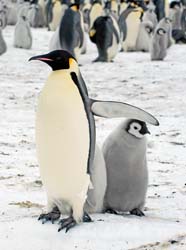 Emperor Penguin Photo