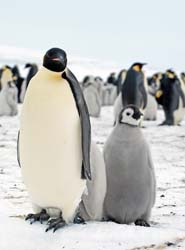 Emperor Penguin Photo