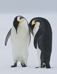 Emperor Penguin Photo