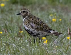 European Golden-Plover