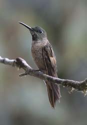 Fawn-breasted Brilliant