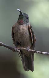 Fawn-breasted Brilliant
