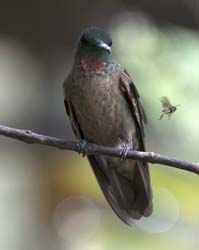 Fawn-breasted Brilliant