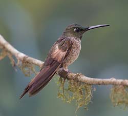 Fawn-breasted Brilliant