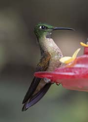 Fawn-breasted Brilliant