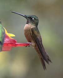 Fawn-breasted Brilliant