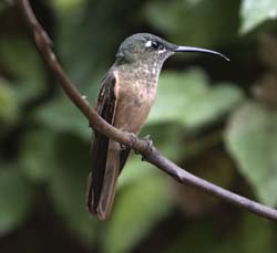 Fawn-breasted Brilliant