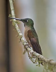 Fawn-breasted Brilliant