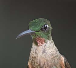 Fawn-breasted Brilliant