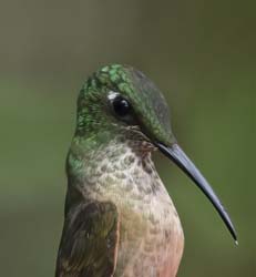 Fawn-breasted Brilliant