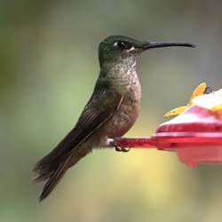 Fawn-breasted Brilliant