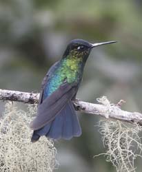 Fiery Troated Hummingbird Photo