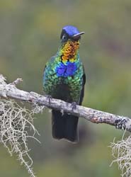 Fiery Troated Hummingbird Photo