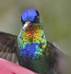 Fiery Troated Hummingbird Photo