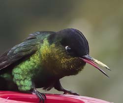 Fiery Troated Hummingbird Photo