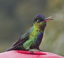 Fiery Troated Hummingbird Photo
