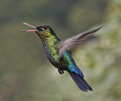 Fiery Troated Hummingbird Photo