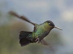 Fiery Troated Hummingbird Photo