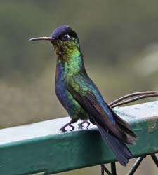 Fiery Troated Hummingbird Photo