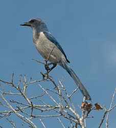 Florida Scrub-Jay Photo