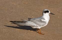 Forster's Tern  Photo