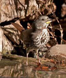 Fox Sparrow